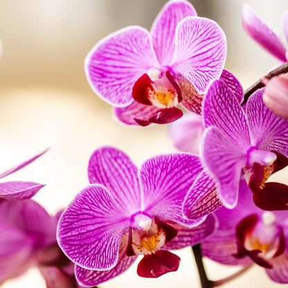Kolibri Orchids | Lila/rosa Phalaenopsis Orchidee - Mineral Vienna - Topfgröße Ø9cm | blühende Zimmerpflanze - frisch vom Züchter