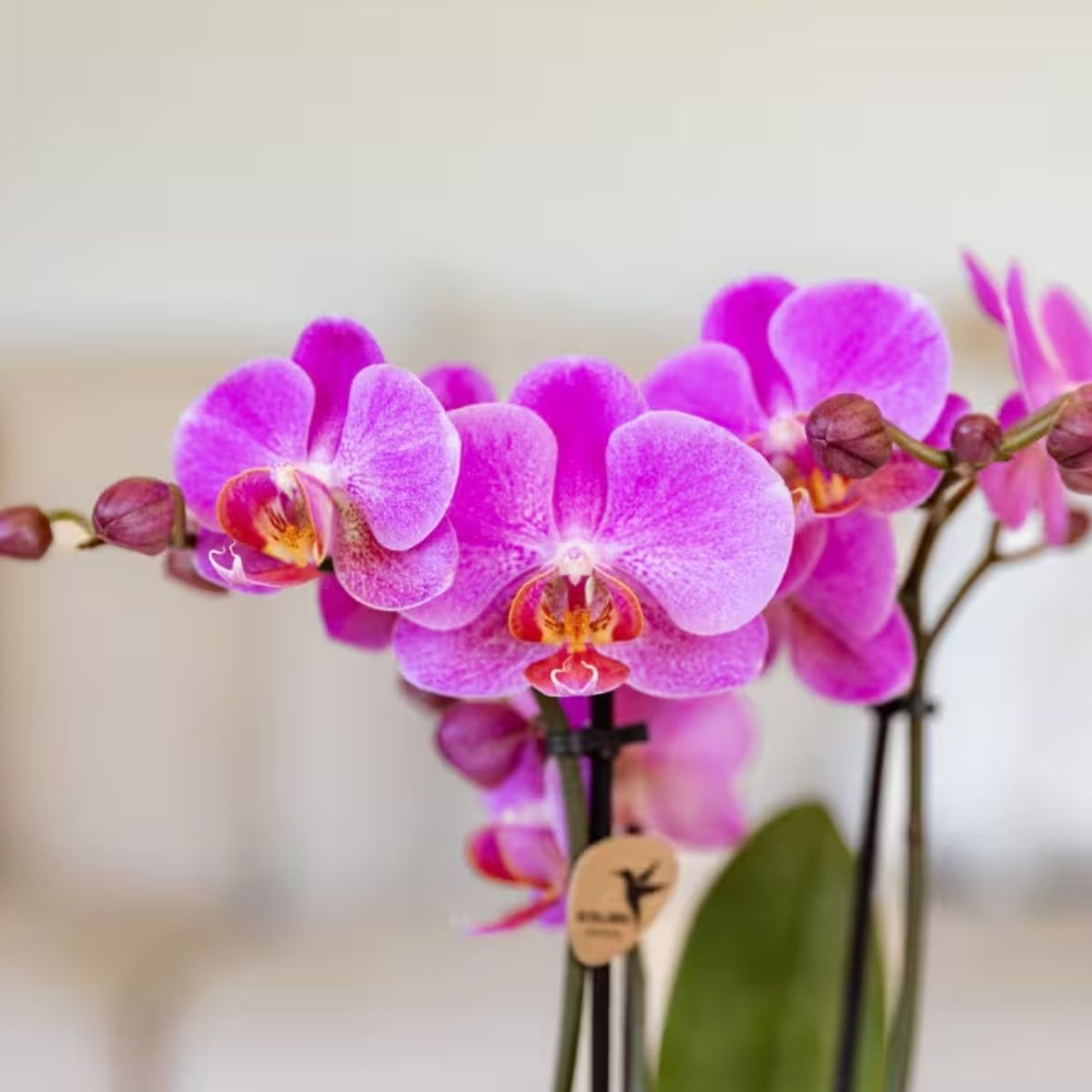 Kolibri Orchids | Kombi-Angebot - 4 Rosa-Violette Phalaenopsis Orchideen Mineral Frederikstad - Ø9 cm