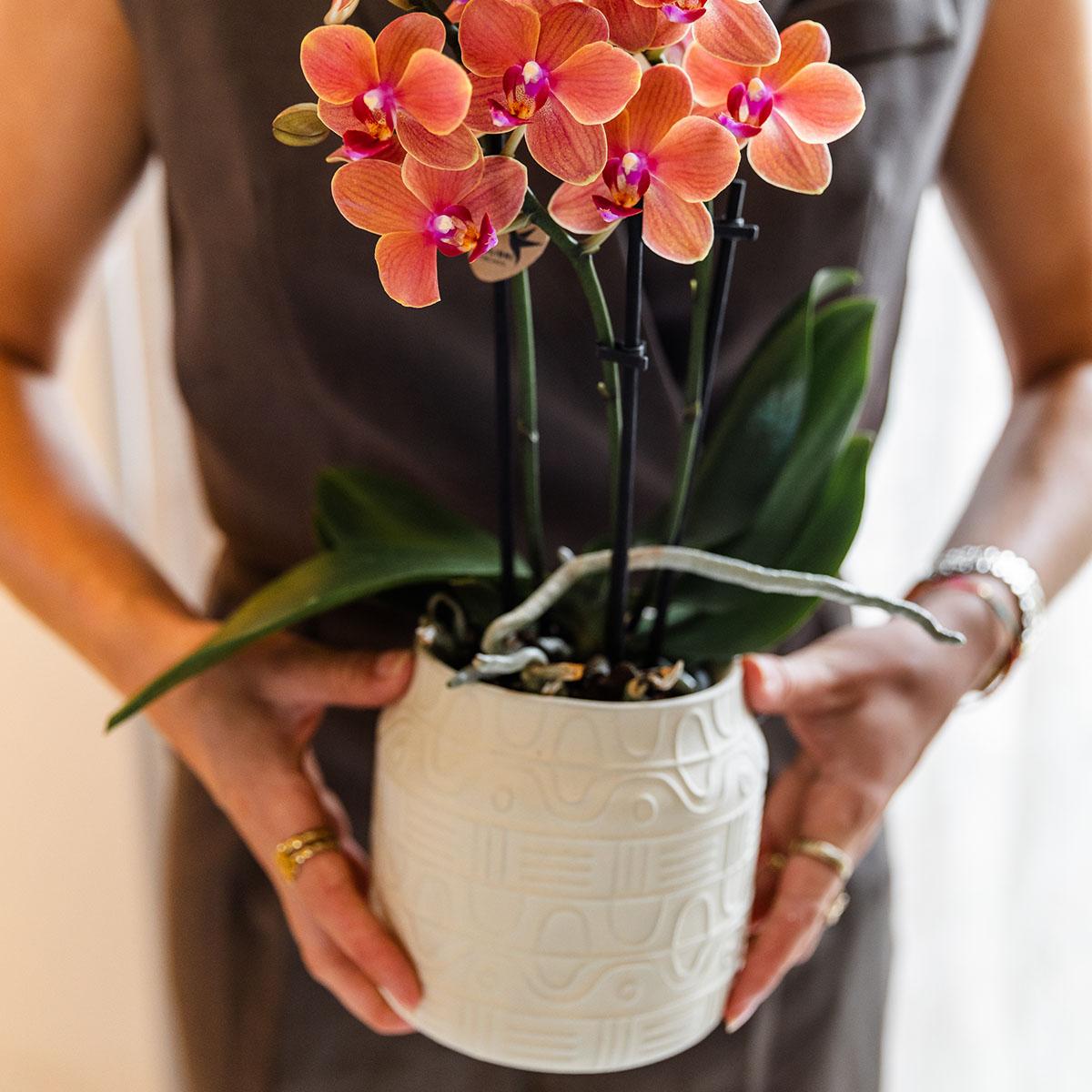 Kolibri Orchids | COMBI DEAL von 4 orange Phalaenopsis Orchideen - Bozen - Topfgröße Ø9cm blühende Zimmerpflanze - frisch vom Züchter