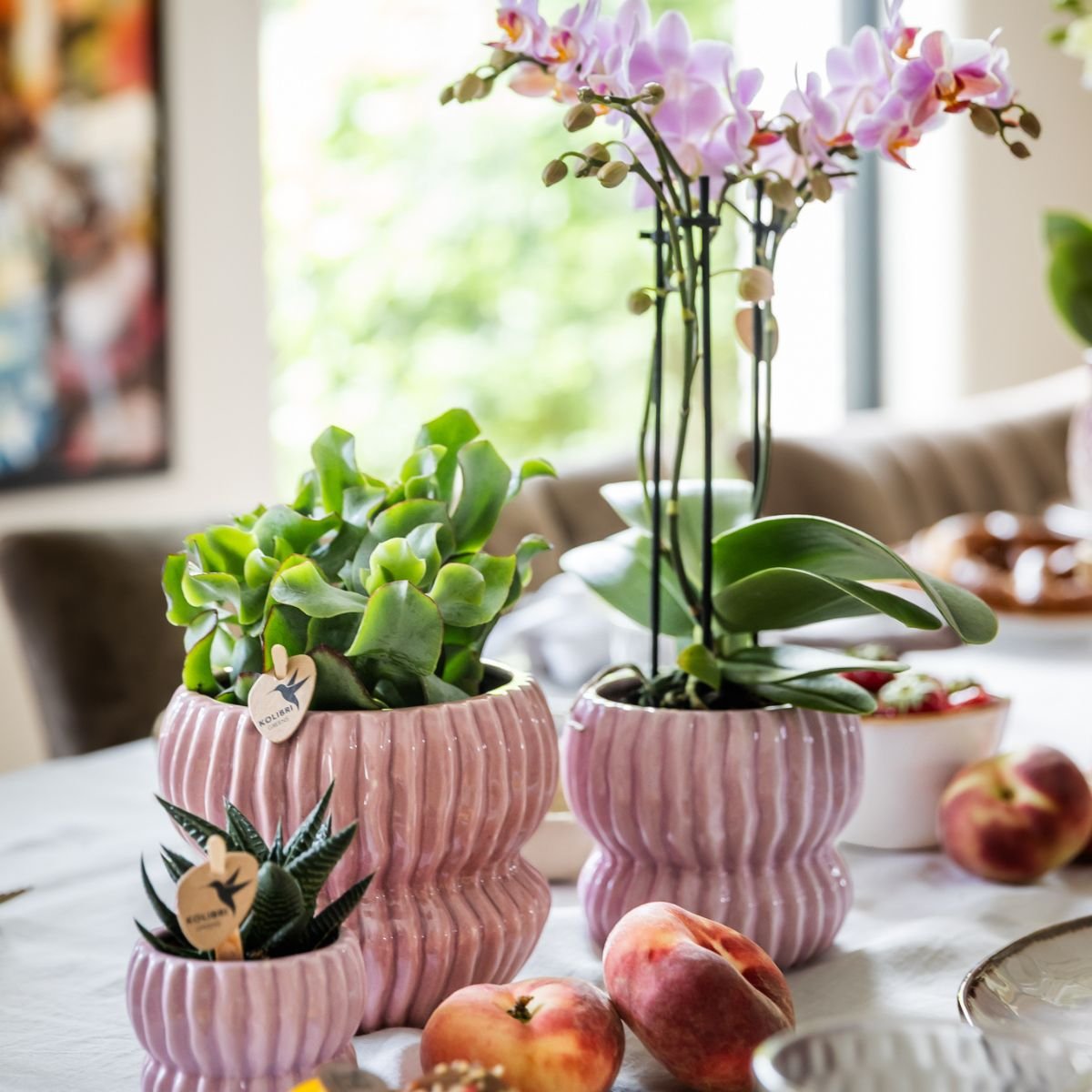 Kolibri Orchids | Geschenkset Horizon Rosa - Rosa Phalaenopsis Orchidee Mineral Antwerpen & Sukkulenten