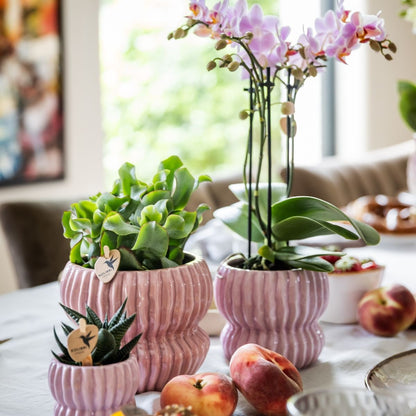Kolibri Orchids | Geschenkset Horizon Rosa - Rosa Phalaenopsis Orchidee Mineral Antwerpen & Sukkulenten