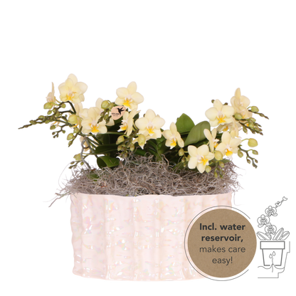 Kolibri Orchids | Gelbes Jungle Bouquet Botanic Yellow in Oyster Dish