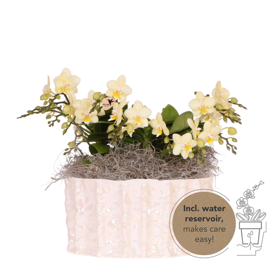 Kolibri Orchids | Gelbes Jungle Bouquet Botanic Yellow in Oyster Dish