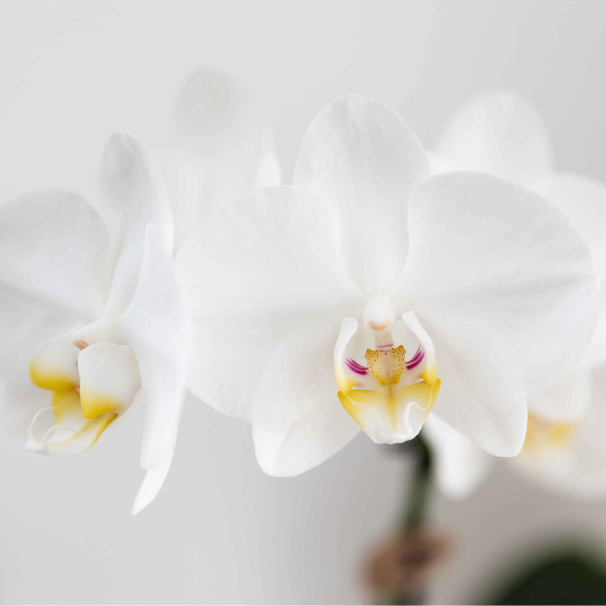 Kolibri Orchids | Weiße Amabilis Orchidee + Horizon Übertopf gelb – Topfgröße Ø9cm | blühende Zimmerpflanze – frisch vom Züchter