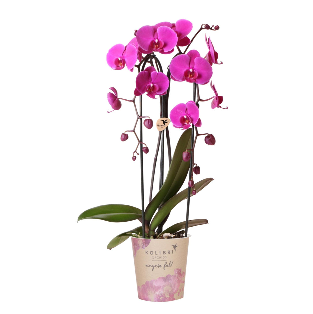 Kolibri Orchids | Violette Phalaenopsis-Orchidee Topfgröße Ø12cm | Freeride | Blühende Zimmerpflanze – Frisch vom Züchter