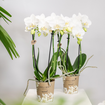 2 Blanca im Ø9cm Topf