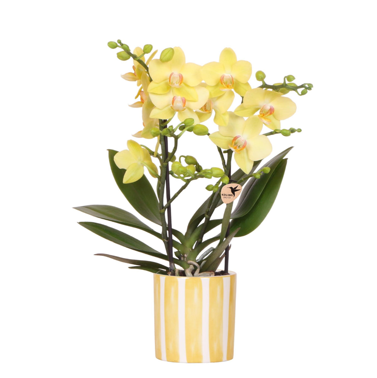 Kolibri Orchids | Gelbe Phalaenopsis Orchidee - Albenga + Painted Stripe Topf Gelb - Topfgröße Ø9cm | Blühende Zimmerpflanze - Frisch vom Züchter