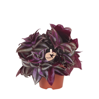 Kolibri Greens | Grünpflanze - Tradescantia Zebrina - Grüne Zimmerpflanze - Frisch vom Züchter - Ø9cm