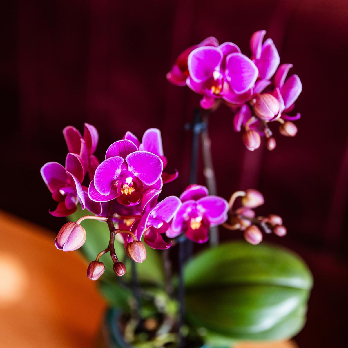 Kolibri Orchids | Lila Phalaenopsis Orchidee - Morelia - Topfgröße Ø9cm | blühende Zimmerpflanze - frisch vom Züchter