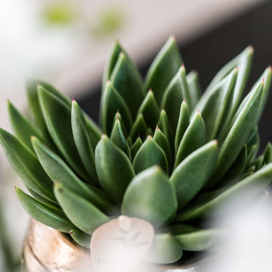 Kolibri Greens | Sukkulente Echeveria Miranda im Le Chic Übertopf Silber - Ø9 cm