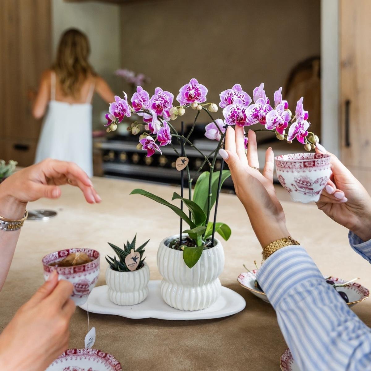 Kolibri Orchids | Kombi-Angebot - 4 Rosa-Violette Phalaenopsis Orchideen Diamond El Salvador - Ø9 cm