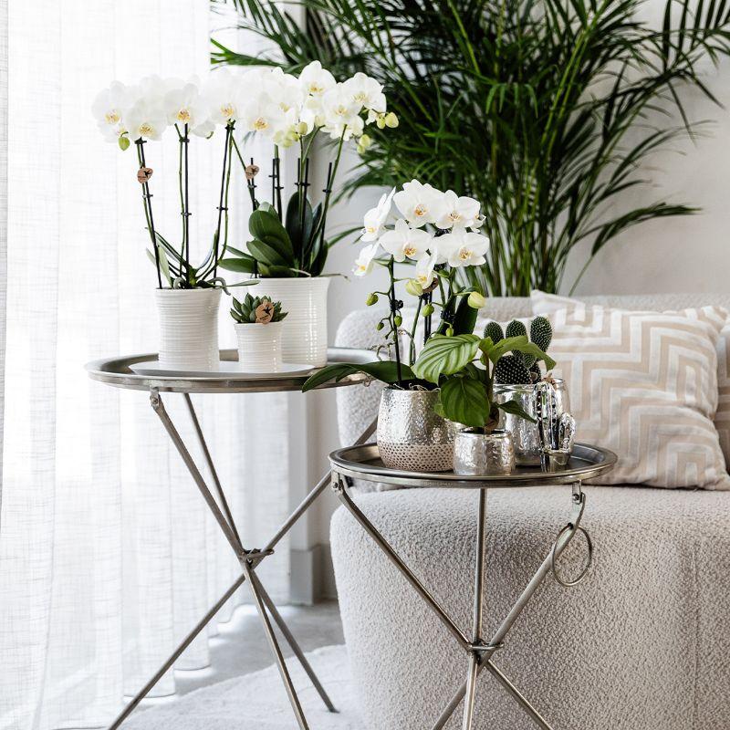 Kolibri Home | Elite silver pot - topfgröße Ø9cm - Ø12cm