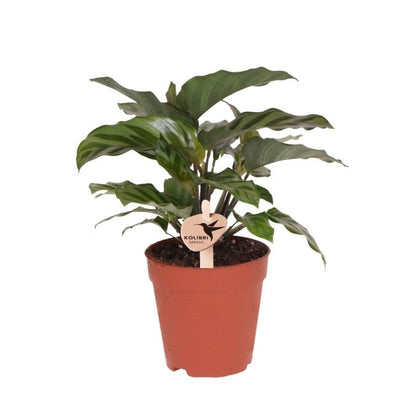 Kolibri Greens | Grünpflanze - Calathea Freddie - Grüne Zimmerpflanze - Frisch vom Züchter - Ø9cm