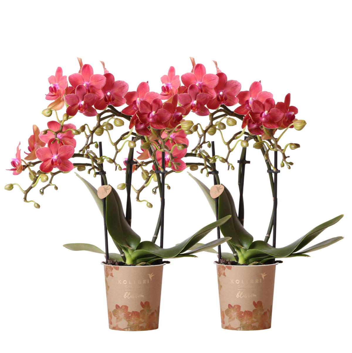 Kolibri Orchids | COMBI DEAL von 2 roten Phalaenopsis Orchideen - Kongo - Topfgröße Ø9cm blühende Zimmerpflanze - frisch vom Züchter