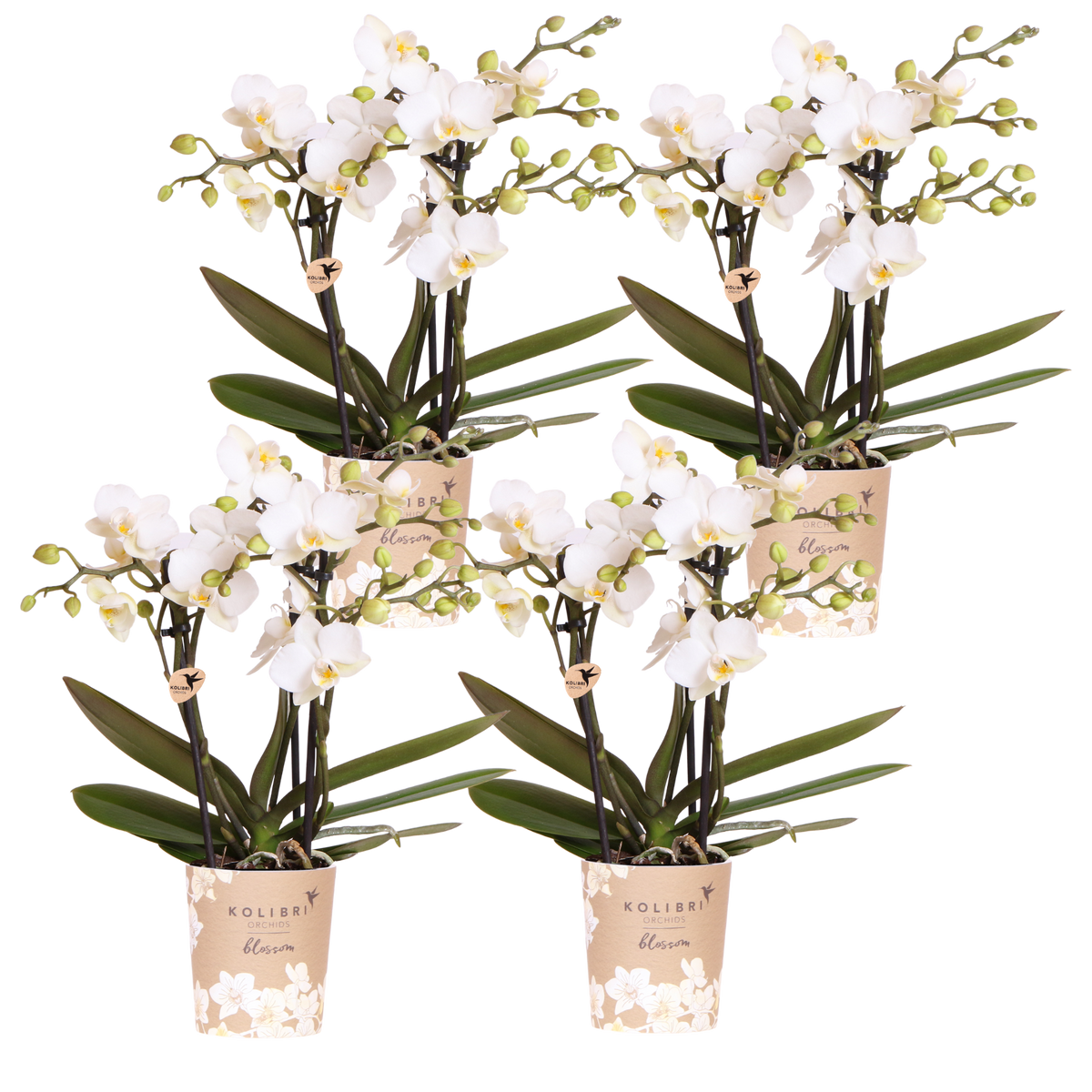 Kolibri Orchids | Kombi-Angebot - 4 Weiße Phalaenopsis Orchideen Blossom Zurich - Ø9 cm