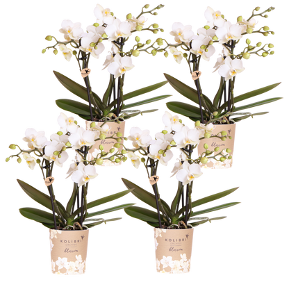 Kolibri Orchids | Kombi-Angebot - 4 Weiße Phalaenopsis Orchideen Blossom Zurich - Ø9 cm