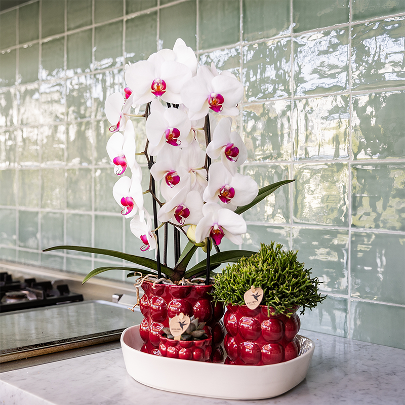 Kolibri Home | Cotton Shine Übertopf - Red - Ø6cm