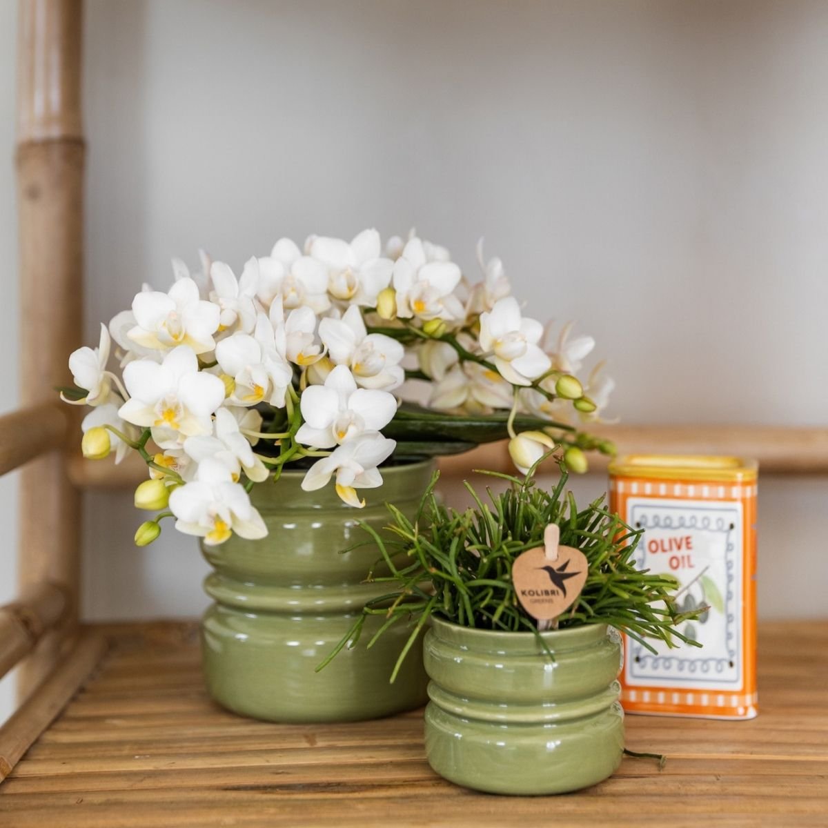 Kolibri Orchids | Kombi-Angebot - 2 Weiße Phalaenopsis Orchideen Botanic Nazare - Ø9 cm