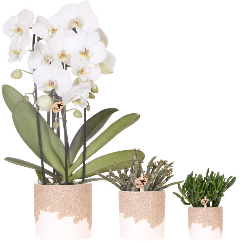 Set Bloom Sand