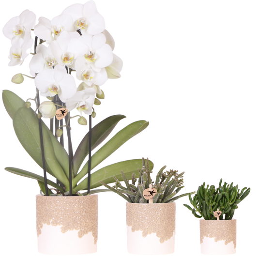 Set Bloom Sand