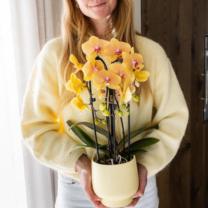Kolibri Orchids | Kombi-Angebot - 4 Orange-Rosa Phalaenopsis Orchideen Niagara Fall Sunny Bunny - Ø12 cm