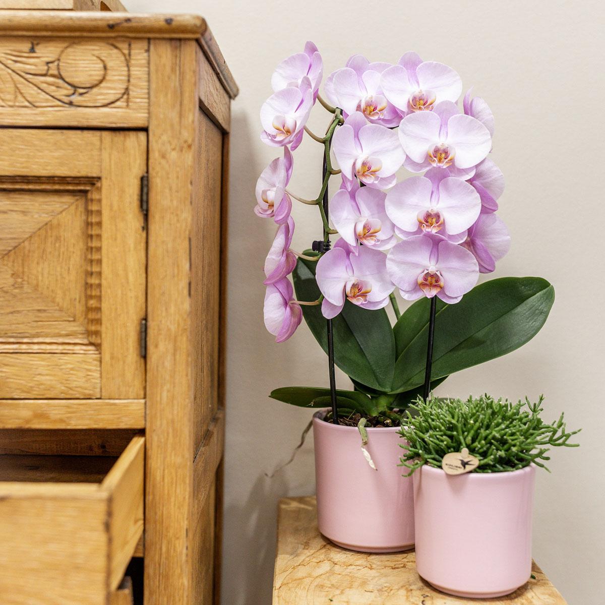 Kolibri Orchids | rosa Phalaenopsis Orchidee - Niagara Fall - Topfgröße Ø12cm | blühende Zimmerpflanze - frisch vom Züchter