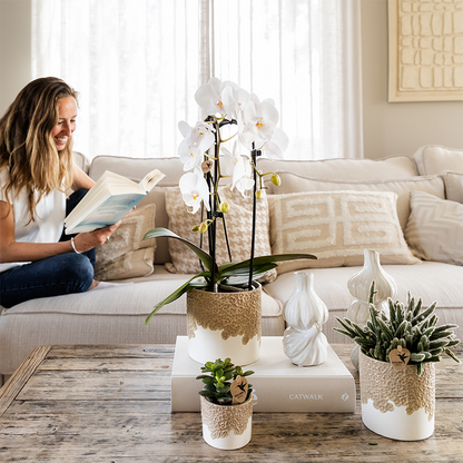 Kombi‑Deal | Bloom Sand Übertopf‑Set
