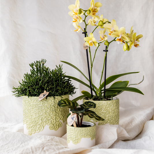 Set Bloom Green