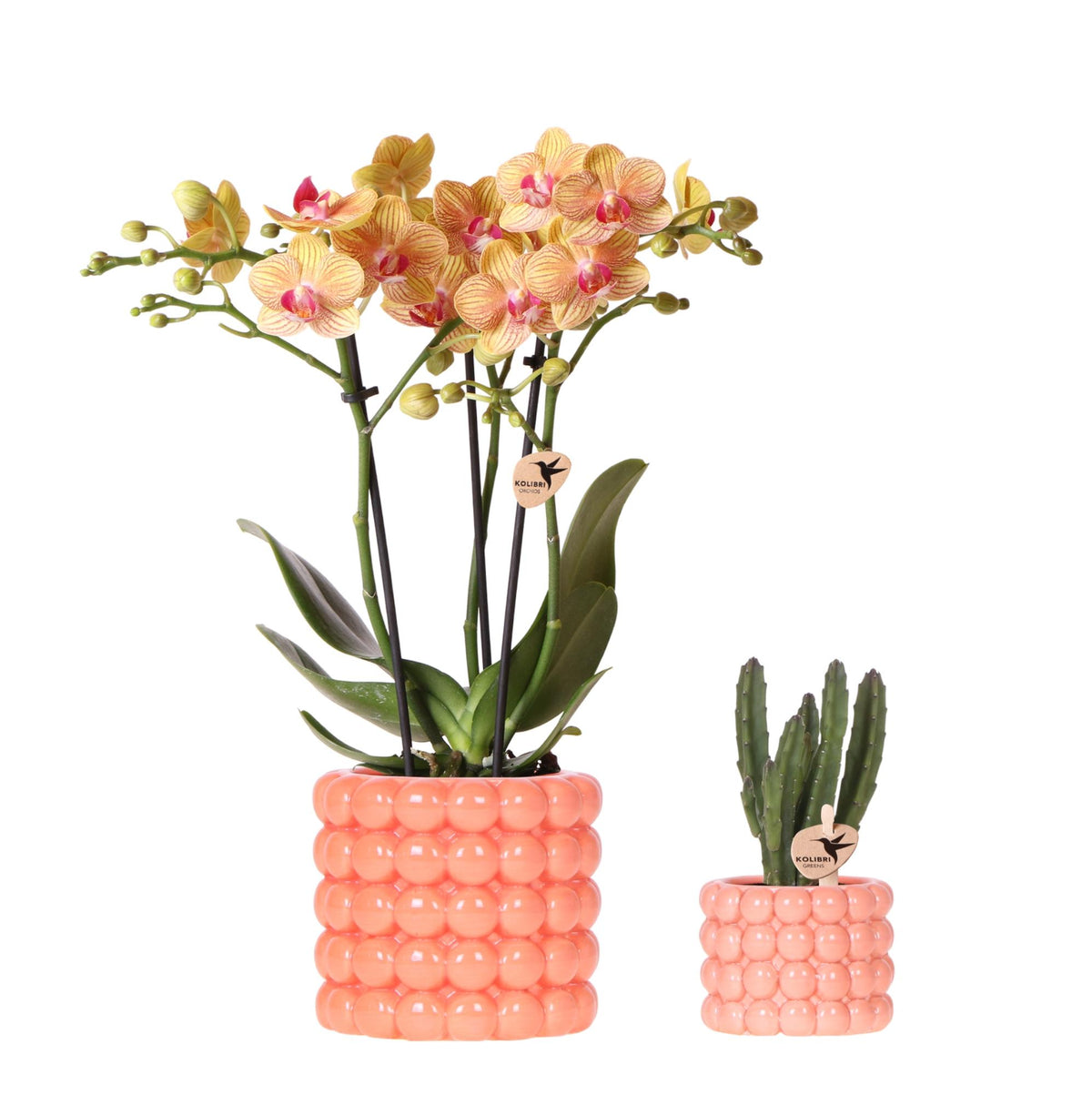 Pflanzenset Poppy Orange | Orange Phalaenopsis Orchidee Jamaica und Sukkulente inkl. Keramische Ziertöpfe