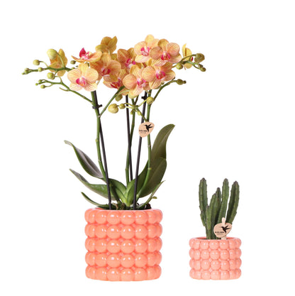 Pflanzenset Poppy Orange | Orange Phalaenopsis Orchidee Jamaica und Sukkulente inkl. Keramische Ziertöpfe