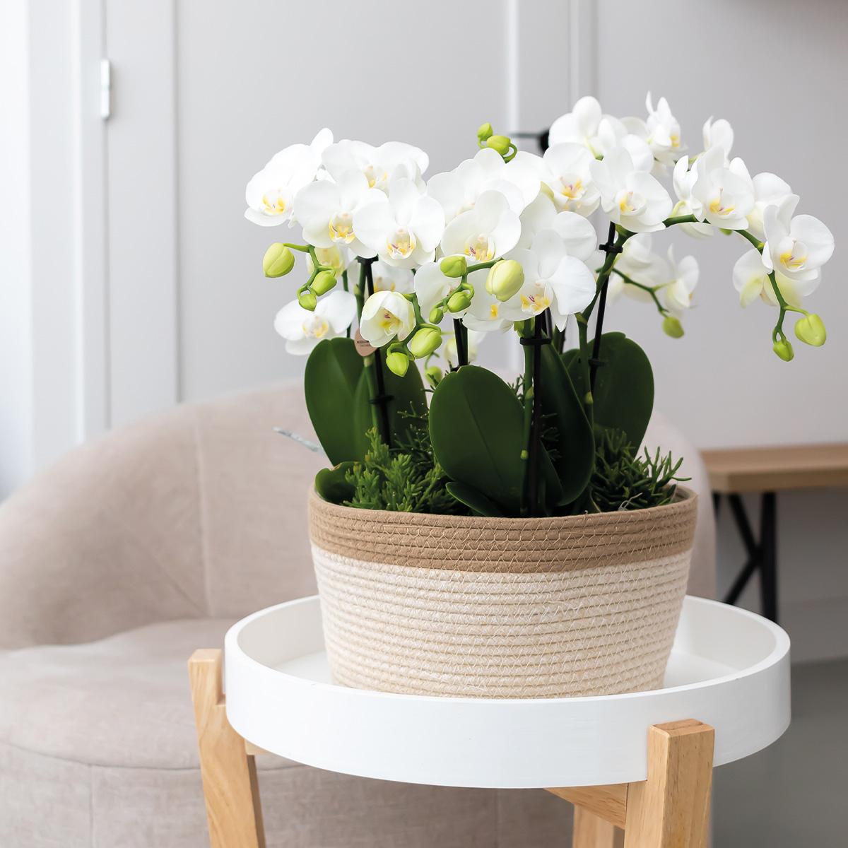 Kolibri Home | Schilfkorbschale weiß - Dekorativer Weidentopf mit weißen Details - Topfgröße Ø30cm