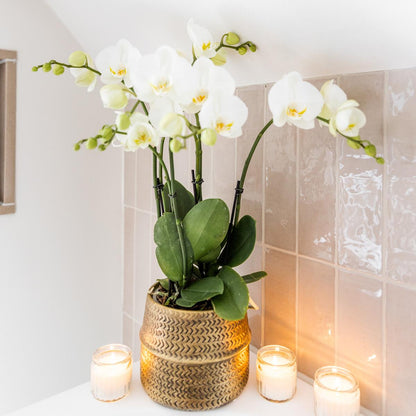 Kolibri Orchids | Weiße Phalaenopsis Jewel Ghent  Orchidee im goldfarbenen Groove Ziertopf - Topfgröße Ø12cm