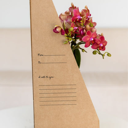 Kolibri Orchids | Weiße Phalaenopsis Orchidee - Mineral Amabilis im Glow Travertin Übertopf mit Geschenkbox - Ø9 cm