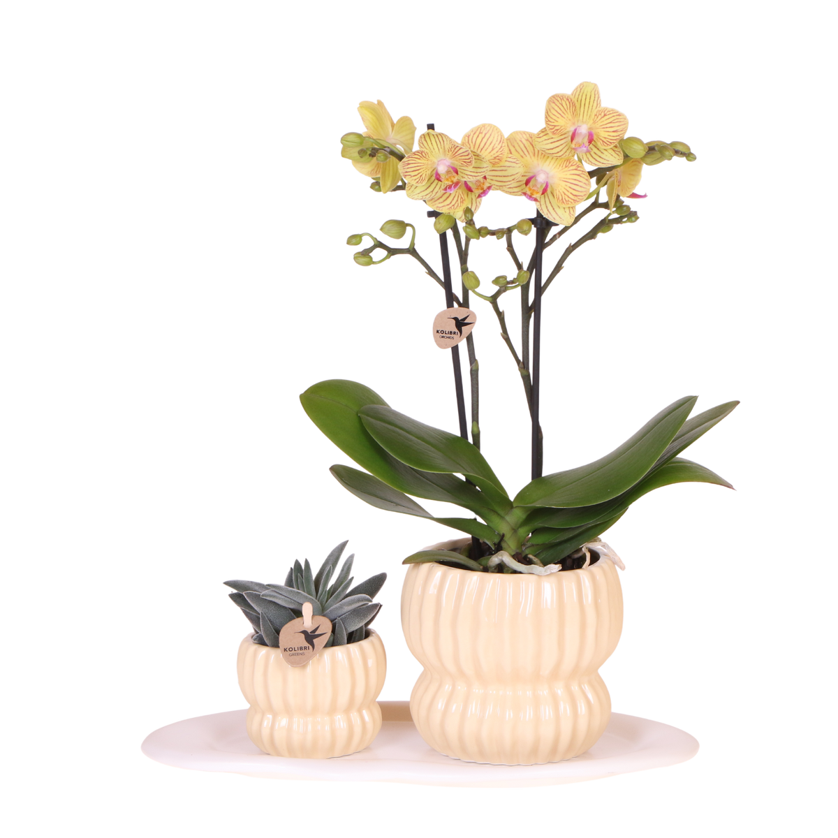 Kolibri Orchids | Geschenkset Horizon Gelb - Gelbe Phalaenopsis Orchidee Blossom Lima & Sukkulente