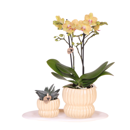 Kolibri Orchids | Geschenkset Horizon Gelb - Gelbe Phalaenopsis Orchidee Blossom Lima & Sukkulente