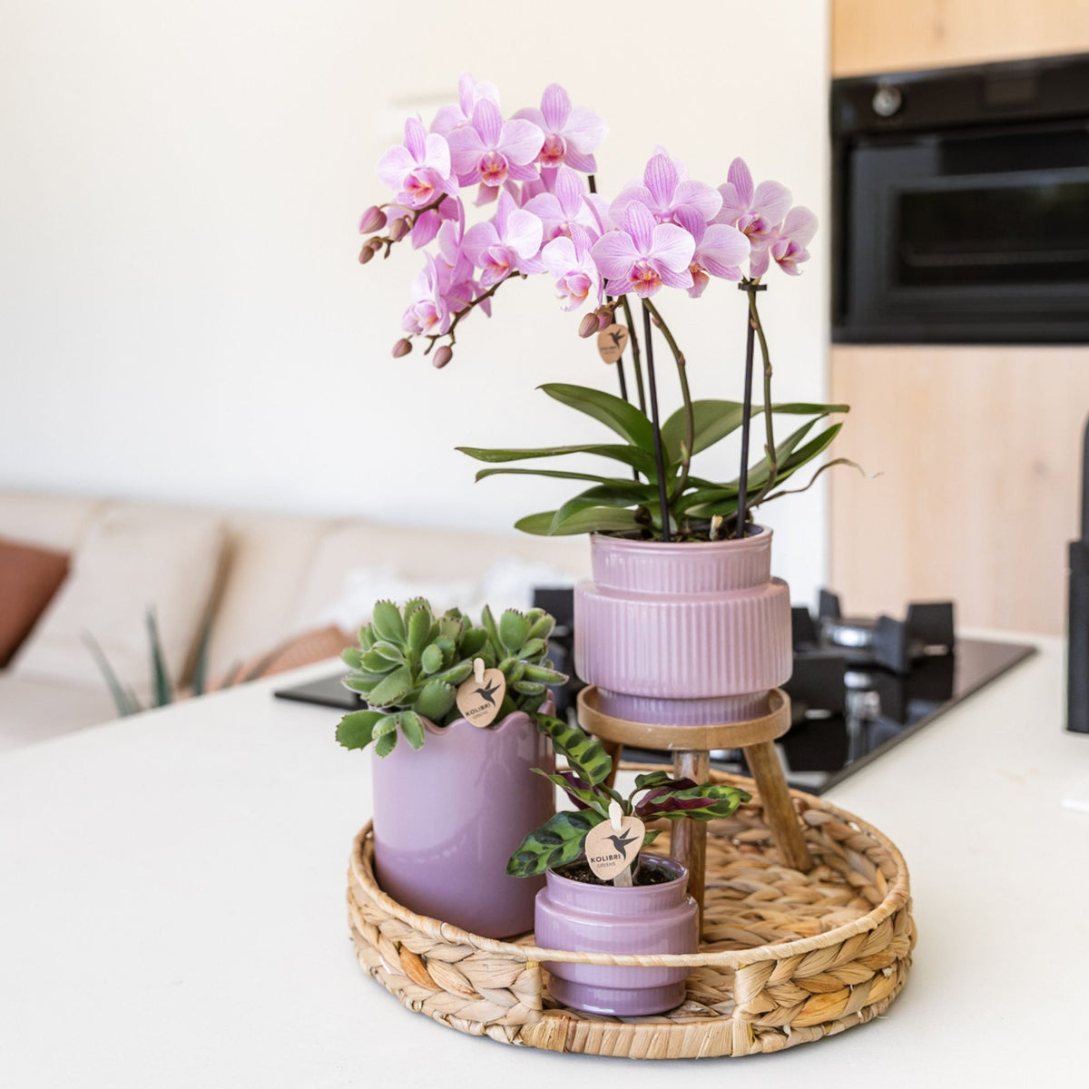 Kolibri Orchids | Geschenkset Desert Summer Lila - Rosa-Violette Phalaenopsis Orchidee Mineral Frederikstad & Sukkulenten