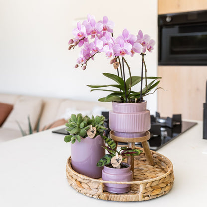 Kolibri Orchids | Geschenkset Desert Summer Lila - Rosa-Violette Phalaenopsis Orchidee Mineral Frederikstad & Sukkulenten