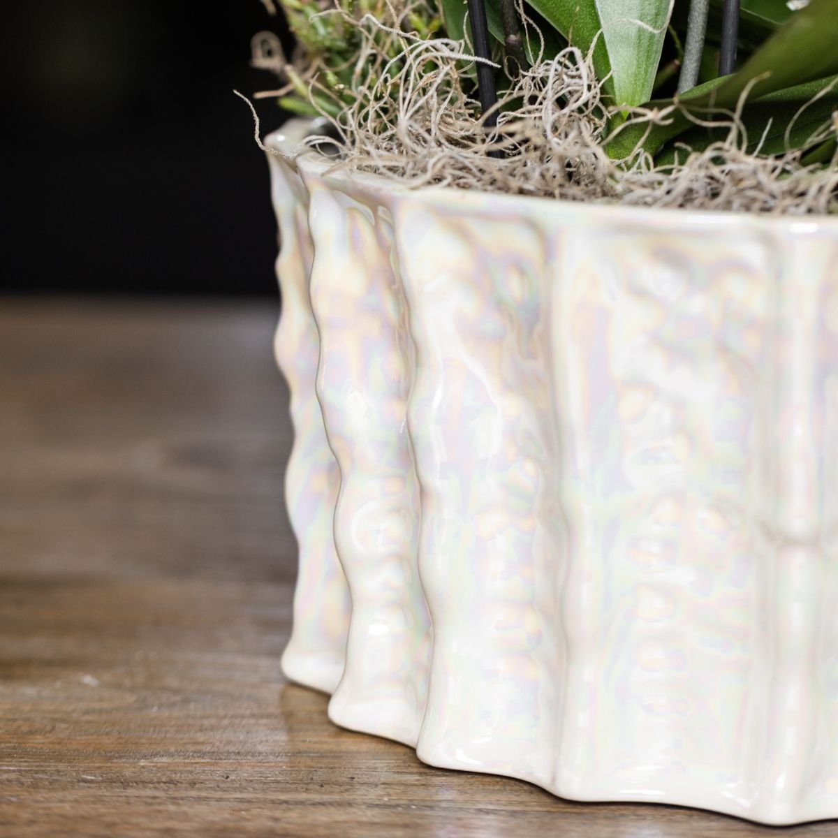 Kolibri Orchids | Weißes Mono Bouquet Niagara Fall White in Oyster Dish