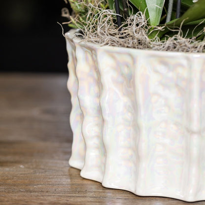 Kolibri Orchids | Weißes Mono Bouquet Niagara Fall White in Oyster Dish