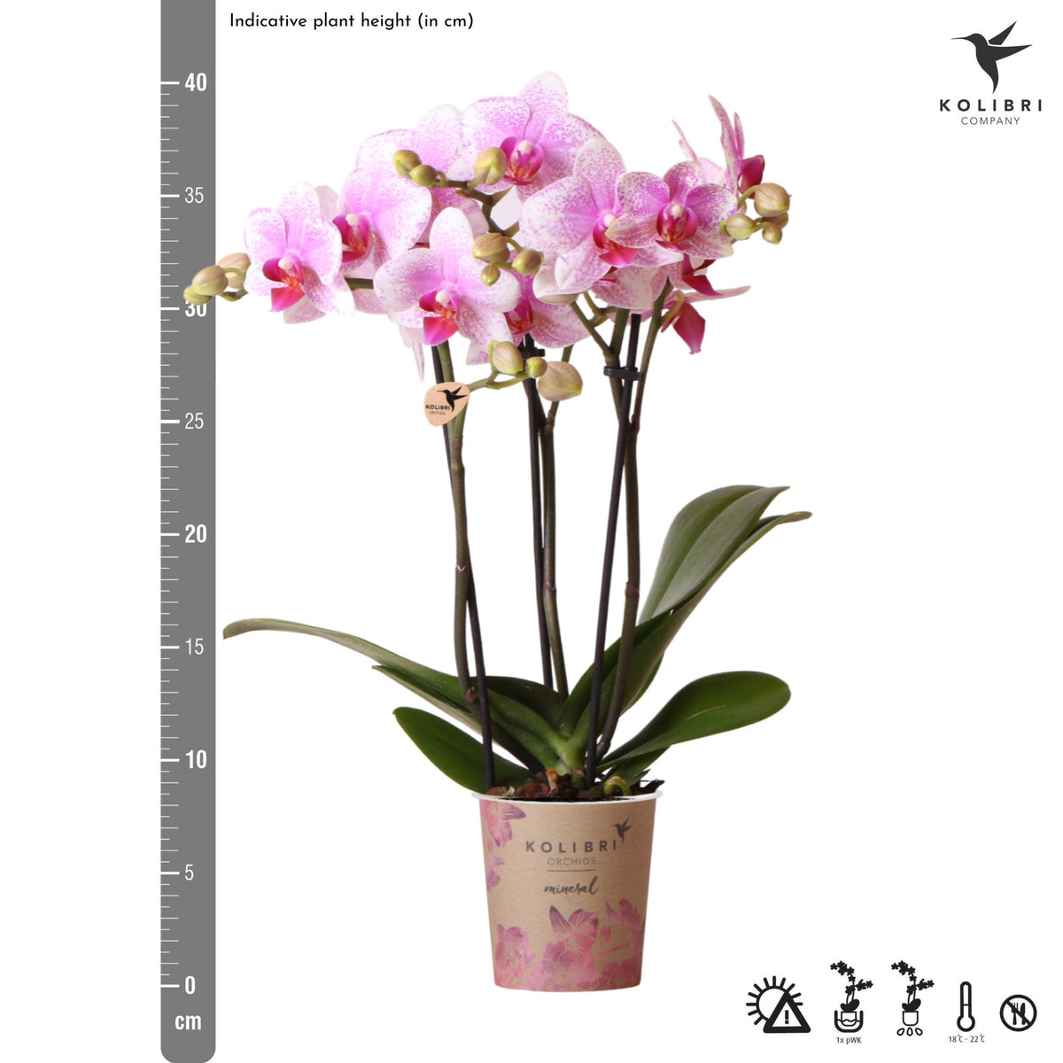 Kolibri Orchids | Rosa Phalaenopsis Orchidee - Mineral Rotterdam - Topfgröße Ø9cm | blühende Topfpflanze - frisch vom Züchter