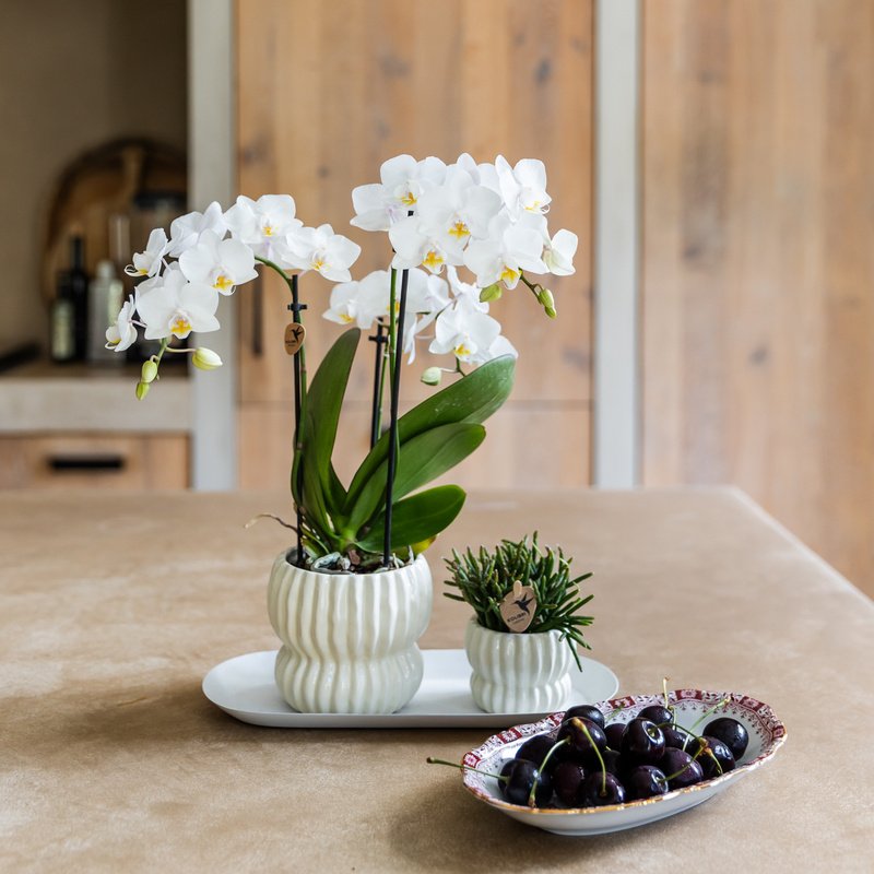 Kolibri Orchids | Geschenkset Horizon Weiß - Weiße Phalaenopsis Orchidee Blossom Zurich & Sukkulente
