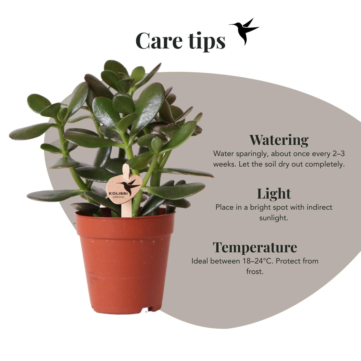 Kolibri Greens | Grüne Pflanze - Sukkulente Crassula Ovata - grüne Zimmerpflanze - frisch aus der Gärtnerei - Ø9cm