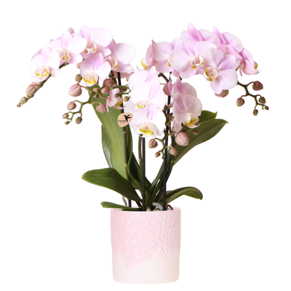 Joana mit Bloom Ziertopf