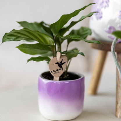 Kolibri Home | Gradience Übertopf - Violett - Ø6cm