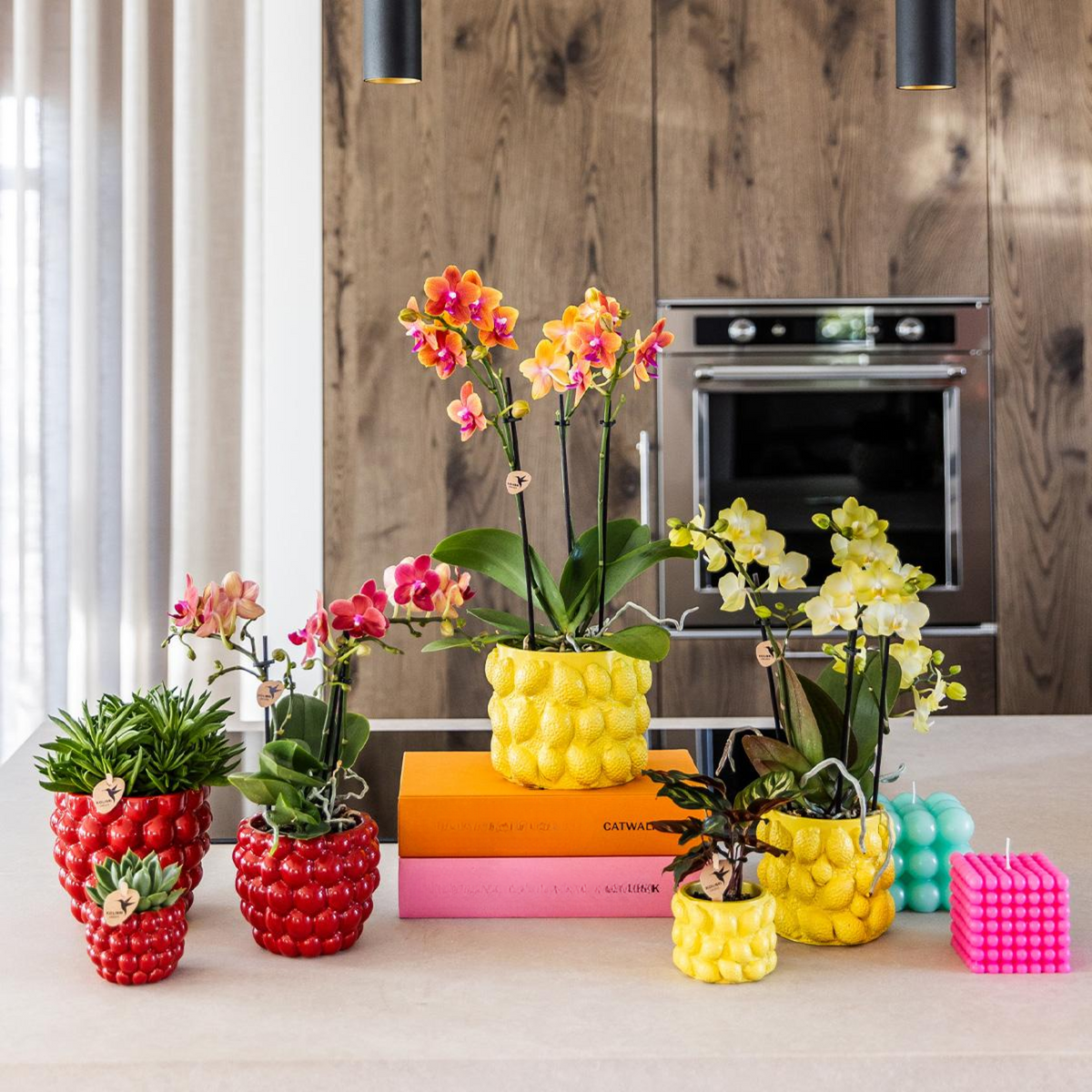 Kolibri Orchids | rote Phalaenopsis-Orchidee - Kongo + Beeren-Ziertopf - Topfgröße Ø9cm | blühende Zimmerpflanze im Blumentopf - frisch vom Züchter