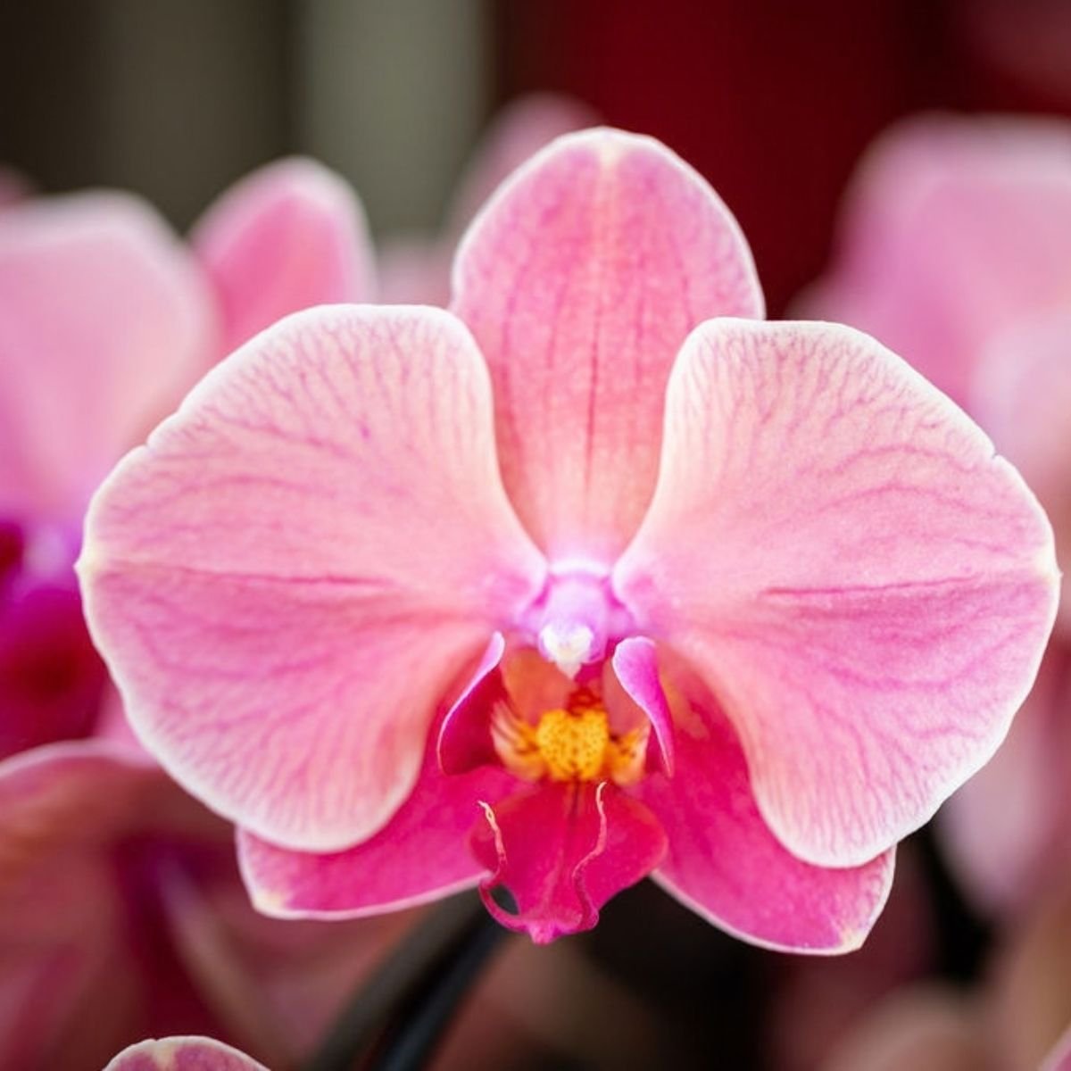 Kolibri Orchids | Kombi-Angebot - 2 Lachsrosa Phalaenopsis Orchideen Niagara Fall Narbonne - Ø12 cm