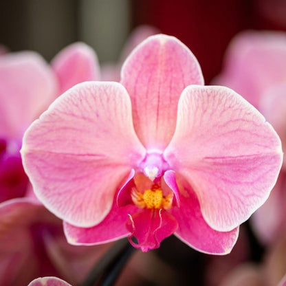 Kolibri Orchids | Kombi-Angebot - 2 Lachsrosa Phalaenopsis Orchideen Niagara Fall Narbonne - Ø12 cm