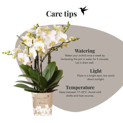 Kolibri Orchids | Kombi-Angebot - 2 Weiße Phalaenopsis Orchideen Blossom Lausanne - Ø12 cm