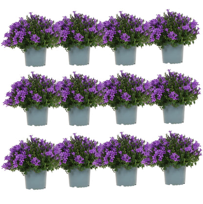 Campanula Addenda - Glockenblume lila Topfgröße 12cm - 1m2 Bodendecker - 12 Stück - Ambella lila - Gartenpflanzen - winterhart