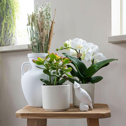 Kolibri Greens | Grüne Pflanze - Sukkulente Crassula Ovata - grüne Zimmerpflanze - frisch aus der Gärtnerei - Ø9cm